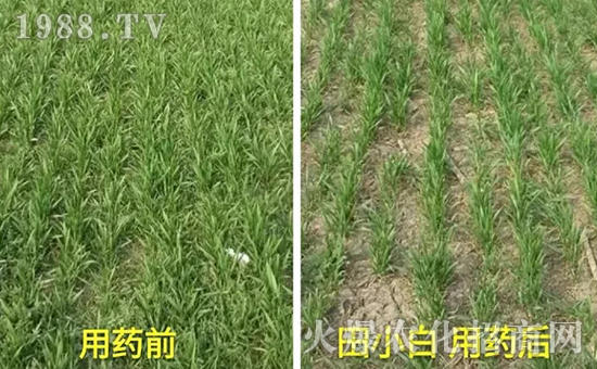 節(jié)節(jié)麥如何防除,用什么藥?怎么打藥效果好?