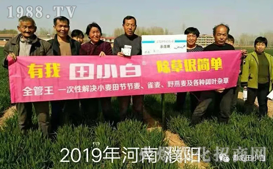 39節(jié)節(jié)麥如何防除,用什么藥?怎么打藥效果好?