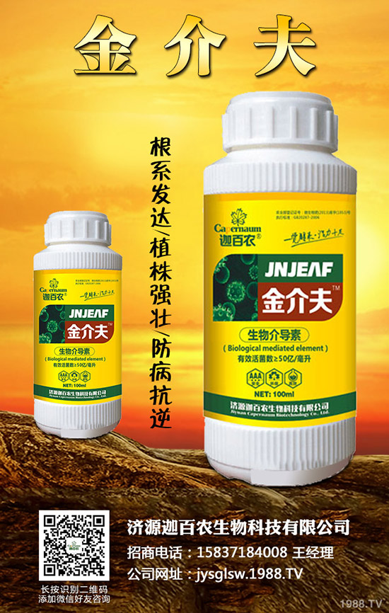 生姜得了莖基腐病怎么辦？生姜莖基腐病的診斷與防治！