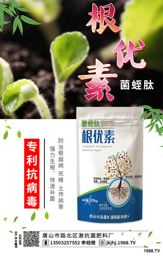白菜霜霉病是如何引起的？有哪些危害？白菜霜霉病的預(yù)防措施