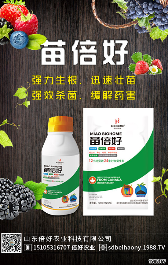 生姜什么時(shí)候種植，生姜什么時(shí)候采收？