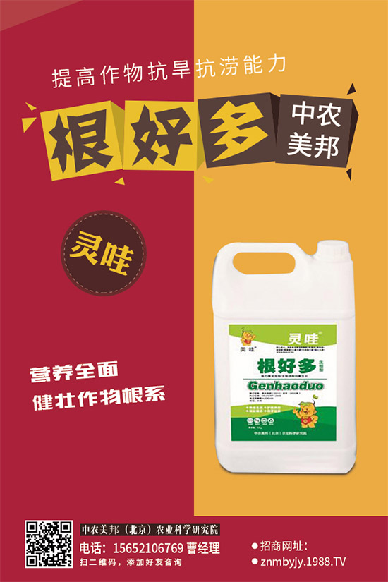 油麥菜白粉病有哪些危害？是如何引起的？油麥菜白粉病的防治措施