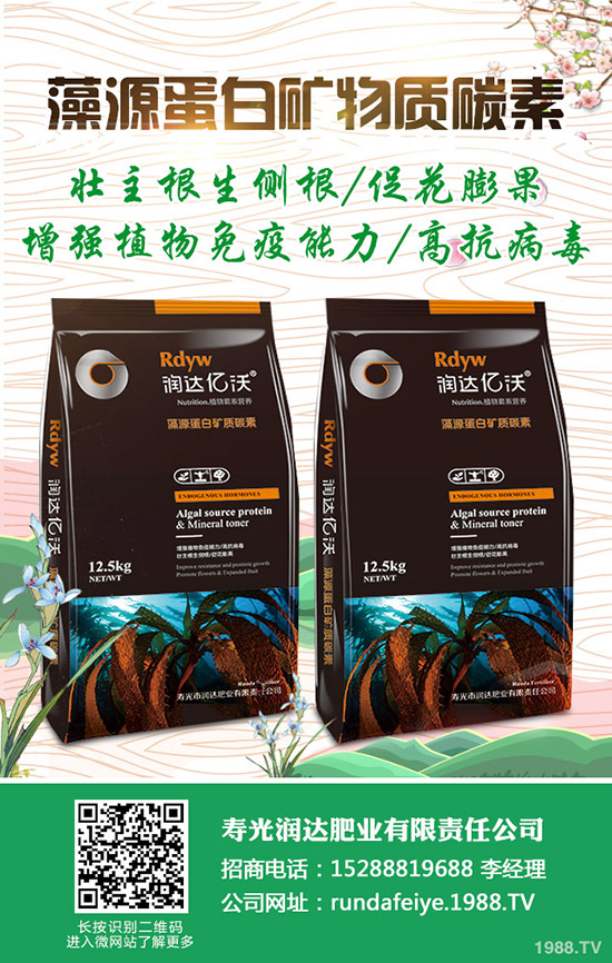 卷心菜怎么做種植？卷心菜種植技術(shù)