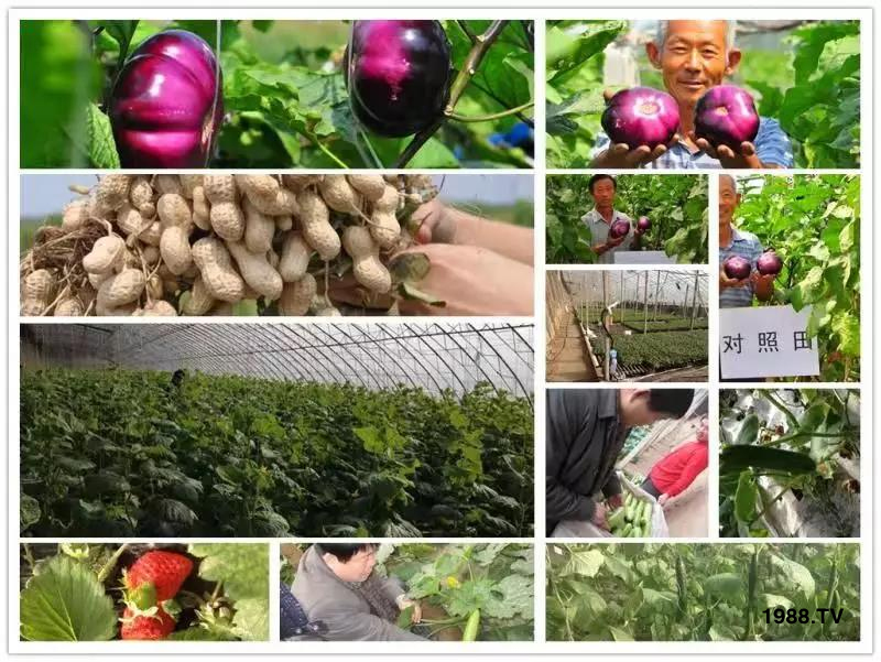 礦源黃腐酸鉀——精品肥！1公斤=8噸有機(jī)肥！新疆源頭直發(fā)?。?！