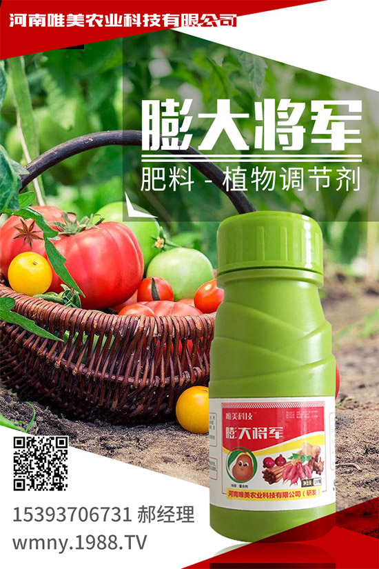 冬季草莓如何施肥？如何提高大棚的地表溫度？