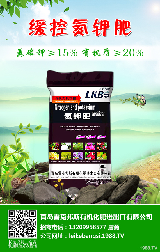 白皮松假活是咋回事？白皮松假活解決措施