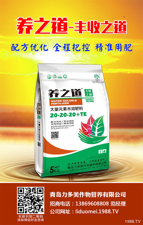 白皮松假活是咋回事？白皮松假活解決措施