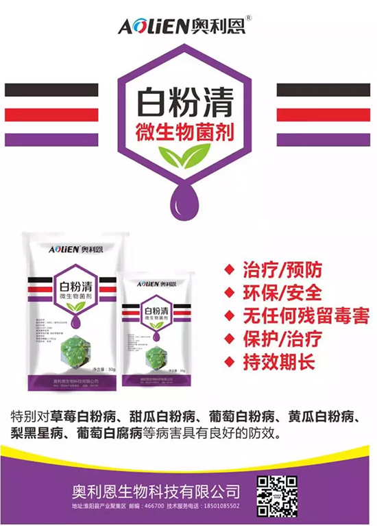 白粉病“反復(fù)難纏”？ 記住這個(gè)藥，高效防治白粉病，鏟除！