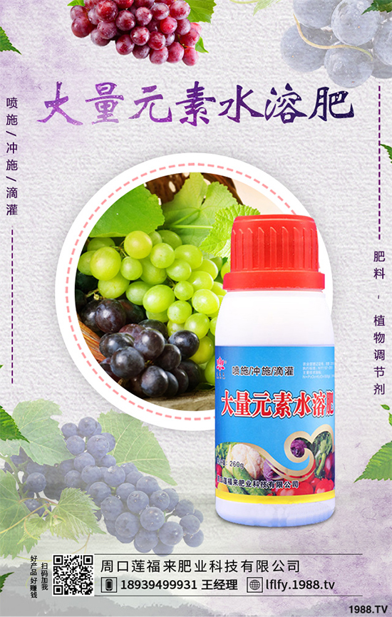 溫室大棚茄子該如何栽培？冬季大棚高產(chǎn)栽培技術(shù)