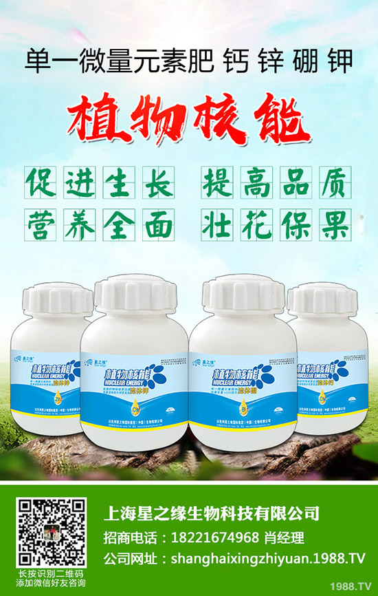 芽菜怎樣種植，芽菜種植技術您了解多少？