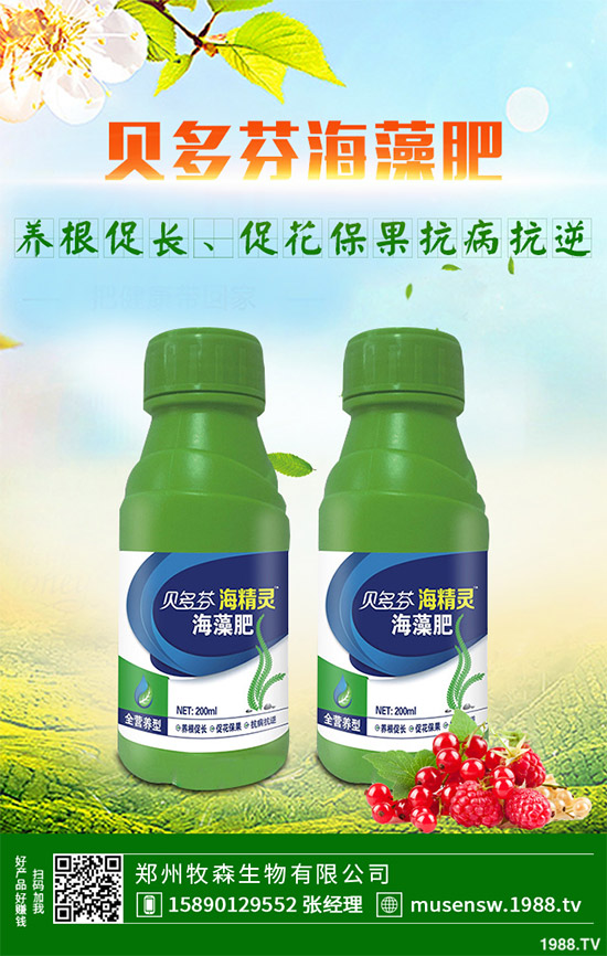 洋薊為什么這么受人歡迎？洋薊的市場行情分析