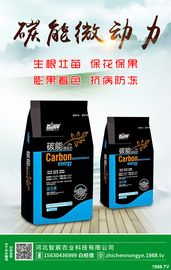 魔芋該怎么種？魔芋高產(chǎn)種植管理方案