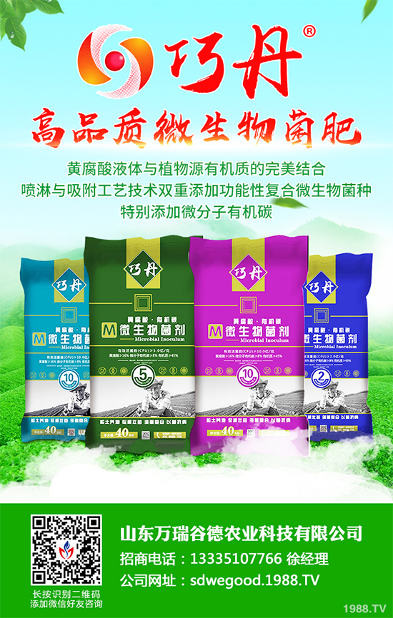 貢菊有哪些神奇功效？貢菊花的功效作用與禁忌