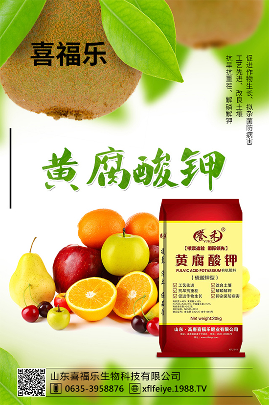 貢菊有哪些神奇功效？貢菊花的功效作用與禁忌