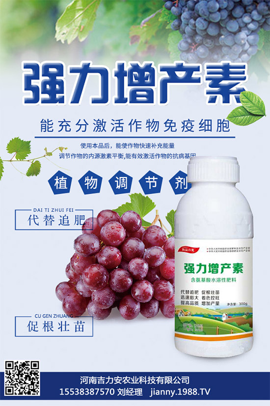 大棚蘑菇該如何種植？大棚蘑菇的種植管理技術