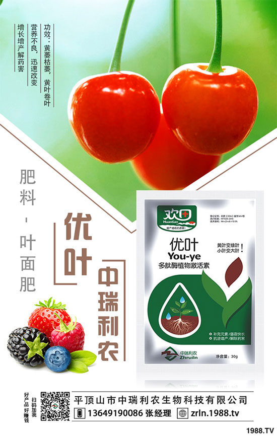 茶樹菇的栽培技術(shù)，茶樹菇的種植注意事項！