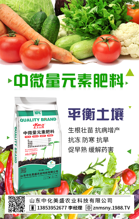 茶樹菇如何種植？茶樹菇的種植技術(shù)！