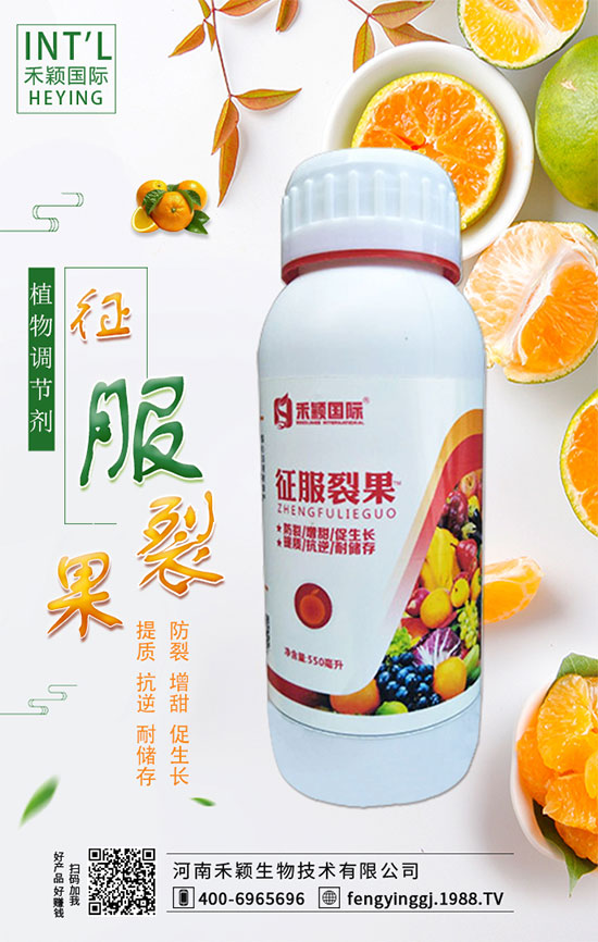 木耳菜什么時間種植？木耳菜種植方法！