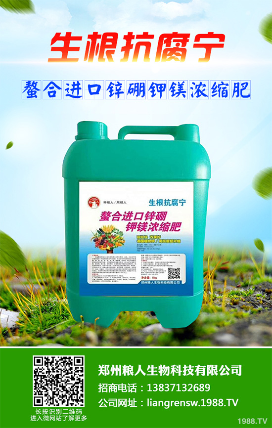 新鮮天麻和干天麻有哪些區(qū)別？那個效果更好？