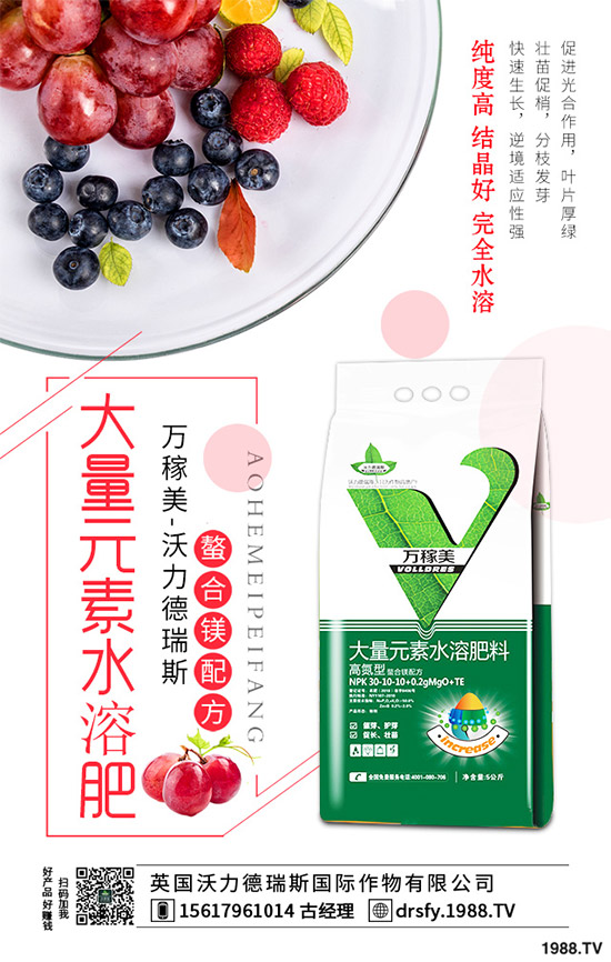 冬季該如何栽培馬鈴薯？七步輕松獲得高產(chǎn)