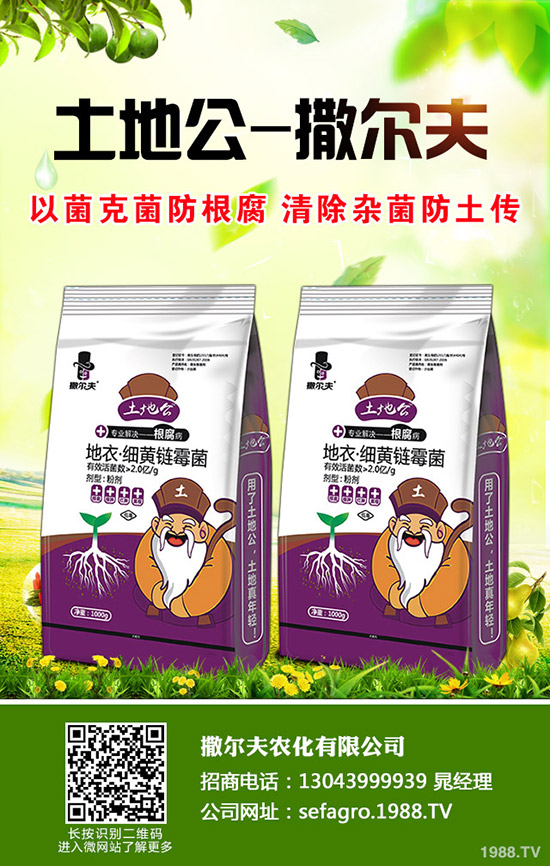 生菜怎么快速催芽？生菜催芽后管理方法！