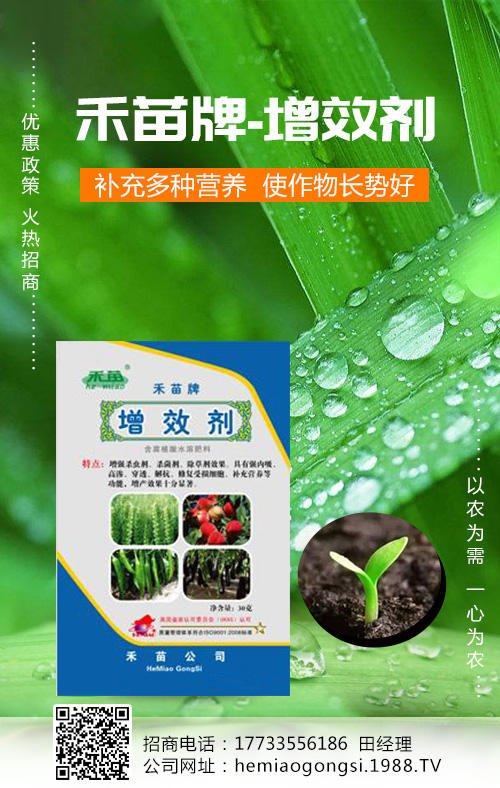香瓜種植管理做好這些，產(chǎn)量收益有