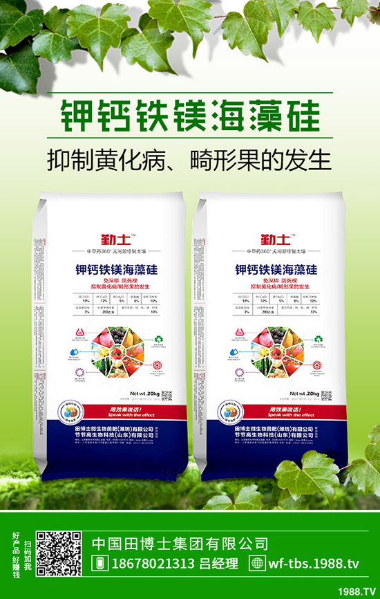 秋冬大棚黃瓜如何種植？秋冬黃瓜的種植方法及管理方法！