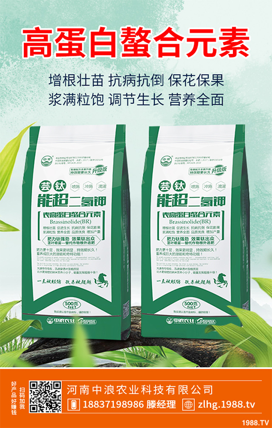 芥菜什么時(shí)候種植效益更好？芥菜高產(chǎn)種植技術(shù)要點(diǎn)