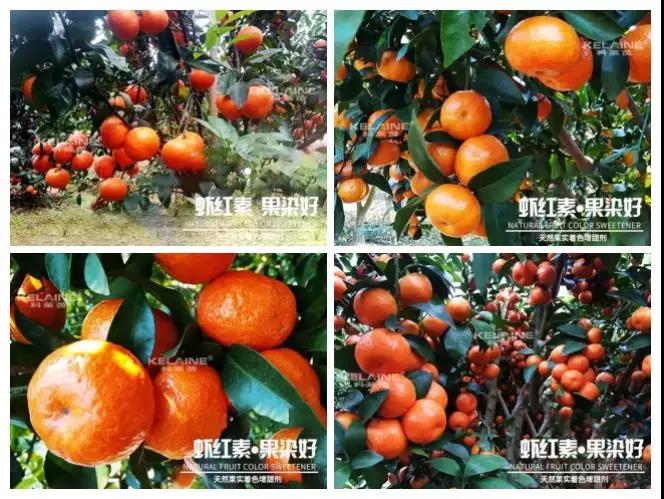 天然果實(shí)著色增甜劑——蝦紅素●果染好！