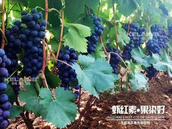 天然果實(shí)著色增甜劑——蝦紅素●果染好！