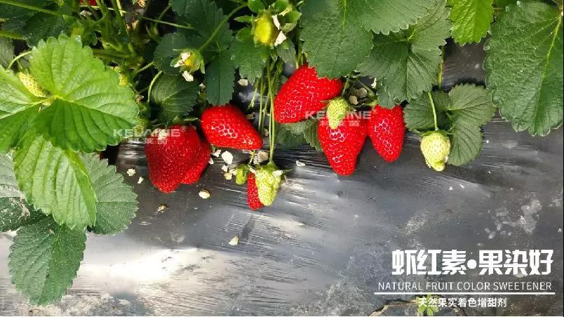 天然果實(shí)著色增甜劑——蝦紅素●果染好！