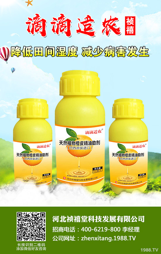 秋季草莓如何管理才能高產(chǎn)？秋季草莓定植管理技術(shù)！