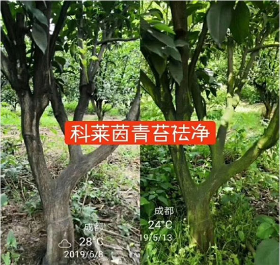 神奇除青苔劑！，不反彈！干凈，青苔無蹤！