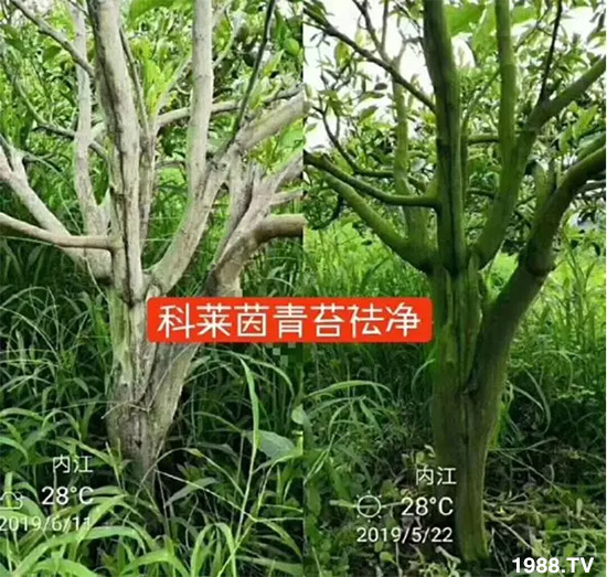 神奇除青苔劑！，不反彈！干凈，青苔無蹤！
