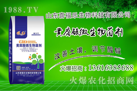 花生價格穩(wěn)中偏強！2020年10月14日花生價格行情分析