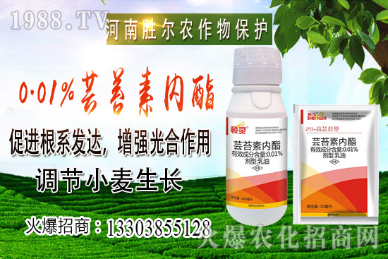 小麥價(jià)格上漲節(jié)奏逐漸興起，后市可期！10月22日小麥價(jià)格行情