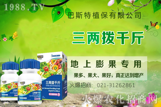 影響牛膝根系的生長因素有哪些？牛膝生根壯苗用什么葉面肥？