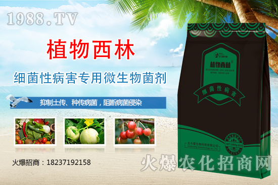 辣椒炭疽病癥狀是什么？辣椒炭疽病發(fā)生原因及防治