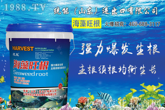 小麥價格大范圍上漲！預(yù)計小麥價格將突破1.25元/斤