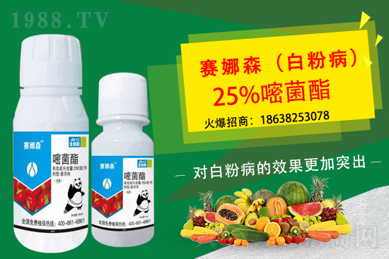 草莓白粉病來襲，損葉毀果，草莓白粉病要如何防控？