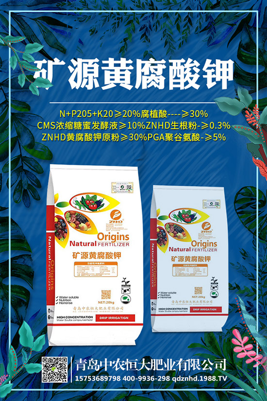 早春菠菜種植技術有哪些，田間管理要注意什么？