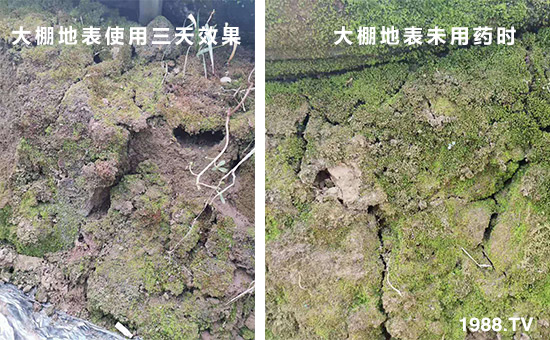 大棚地表使用三天效果和大棚地表未用藥時！