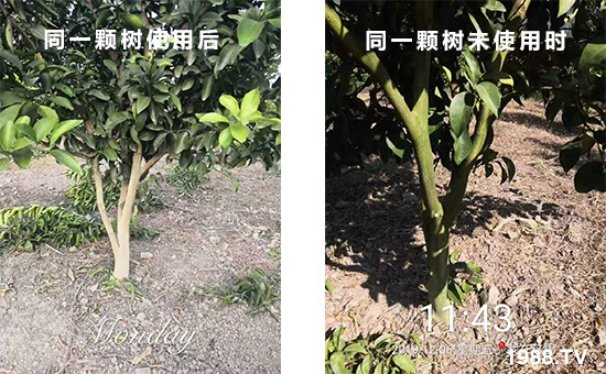 同一顆樹使用后和同一顆樹未使用時！