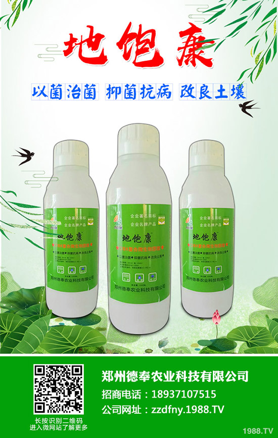 南瓜黑星病有哪些癥狀？南瓜黑星病防治方法