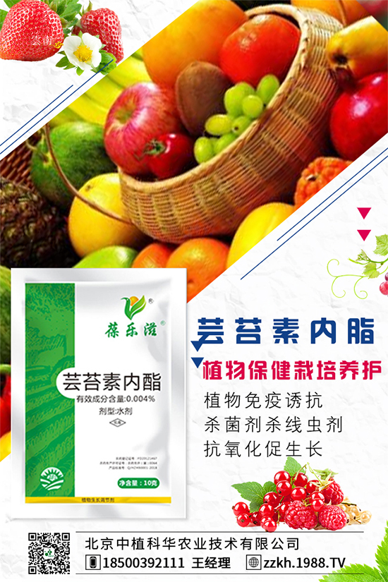 枸杞要怎么種植？枸杞水肥管理要點！