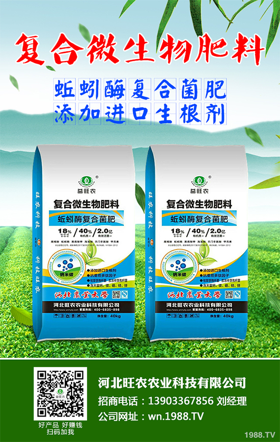 洋桔梗該如何種植？洋桔梗栽培種植技術