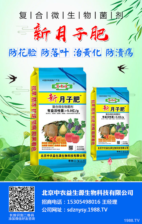     小麥旗葉是什么？小麥旗葉的作用有哪些？小麥旗葉決定產(chǎn)量么？