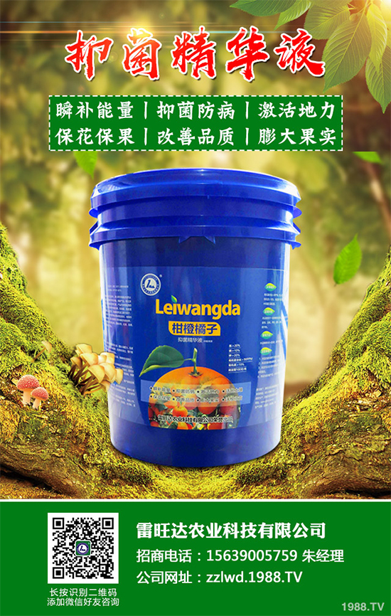 魚(yú)腥草市場(chǎng)價(jià)格多少錢(qián)一斤？2020年魚(yú)腥草的種植效益分析