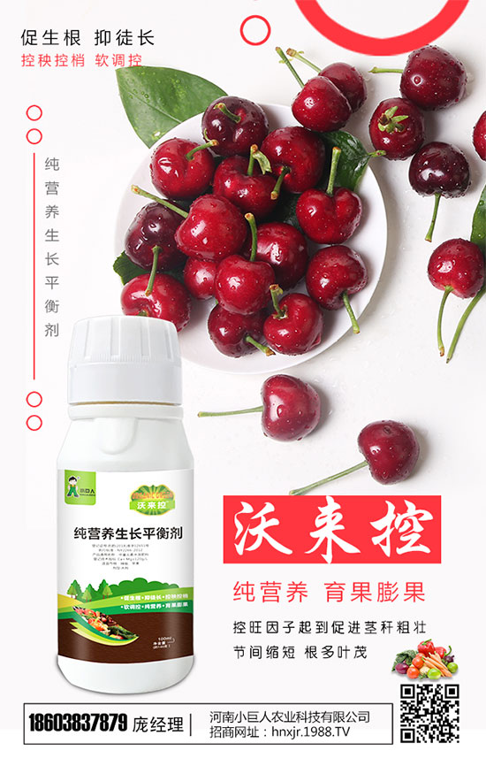芋頭種植需要多長時(shí)間？芋頭生長過程注意事項(xiàng)！