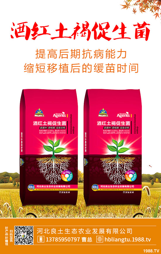 莧菜什么時候種植較好？莧菜的種植技術(shù)與田間管理